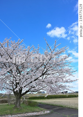 阿賀野川河川敷公園の桜(新潟県新潟市東区) 阿賀野川河川敷公園の桜(新潟県新潟市東区) 139775129