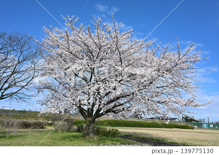 阿賀野川河川敷公園の桜(新潟県新潟市東区) 阿賀野川河川敷公園の桜(新潟県新潟市東区) 139775130