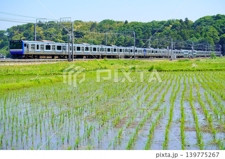 水田の緑を走るE235系 139775267