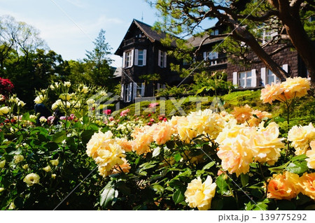 旧古河庭園の赤いバラの花C 旧古河庭園の赤いバラの花C 139775292