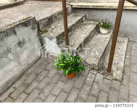 Potted Green Plant on Concrete Steps Potted Green Plant on Concrete Steps 139775315