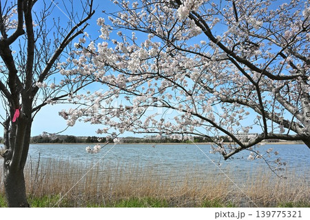 佐潟公園の桜並木(新潟県新潟市西区) 佐潟公園の桜並木(新潟県新潟市西区) 139775321