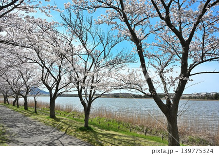 佐潟公園の桜並木(新潟県新潟市西区) 佐潟公園の桜並木(新潟県新潟市西区) 139775324
