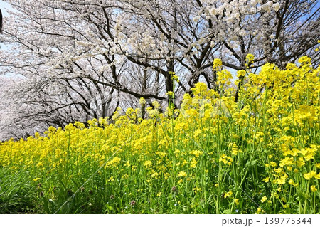 上堰潟公園の菜の花と桜（新潟県新潟市西蒲区） 139775344