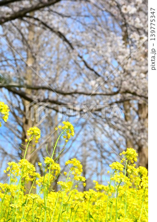 上堰潟公園の菜の花と桜(新潟県新潟市西蒲区) 上堰潟公園の菜の花と桜(新潟県新潟市西蒲区) 139775347
