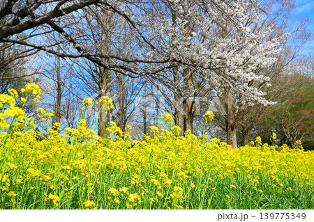 上堰潟公園の菜の花と桜(新潟県新潟市西蒲区) 上堰潟公園の菜の花と桜(新潟県新潟市西蒲区) 139775349