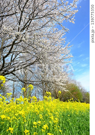 上堰潟公園の菜の花と桜（新潟県新潟市西蒲区） 139775350