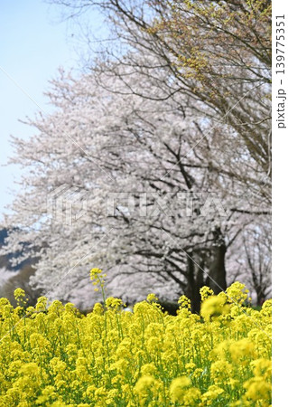 上堰潟公園の菜の花と桜（新潟県新潟市西蒲区） 139775351