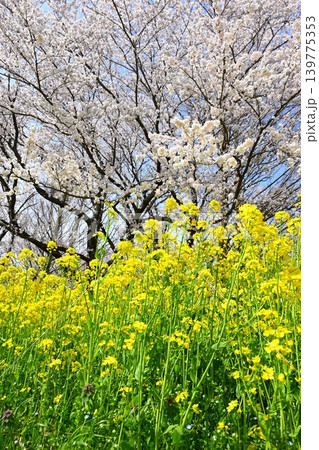 上堰潟公園の菜の花と桜（新潟県新潟市西蒲区） 139775353