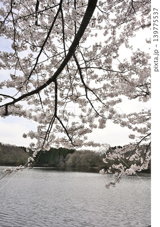 二箇堤の桜(新潟県新潟市西蒲区) 二箇堤の桜(新潟県新潟市西蒲区) 139775537