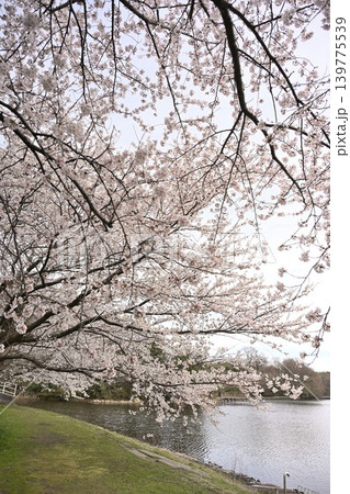二箇堤の桜(新潟県新潟市西蒲区) 二箇堤の桜(新潟県新潟市西蒲区) 139775539