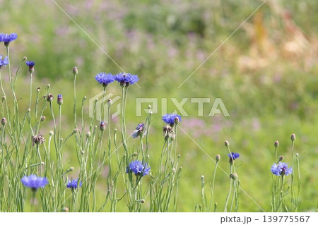 青いヤグルマギクと初夏の野草の質感 青いヤグルマギクと初夏の野草の質感 139775567