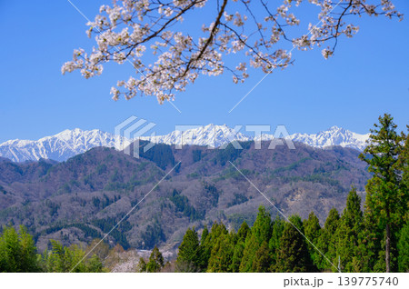 残雪の北アルプスと桜【長野市某所より撮影】 残雪の北アルプスと桜【長野市某所より撮影】 139775740
