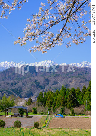 残雪の北アルプスと桜【長野市某所より撮影】 残雪の北アルプスと桜【長野市某所より撮影】 139775741