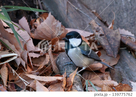 胸のネクタイが可愛らしい身近な野鳥 シジュウカラ 胸のネクタイが可愛らしい身近な野鳥 シジュウカラ 139775762