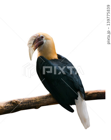 hornbill isolated on white background 139775839