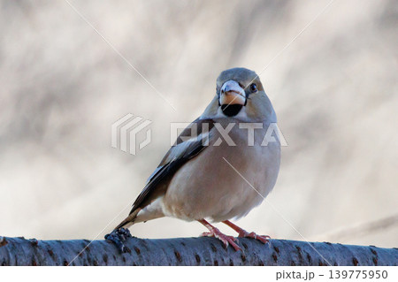 全身茶色で太くて短いクチバシの冬鳥　シメ 139775950