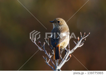 ジョビコの愛称で可愛らしい仕草が愛される冬鳥の ジョウビタキの雌 139775993