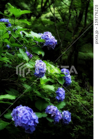 森の中の紫陽花 森の中の紫陽花 139776228