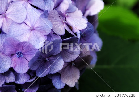薄紫色の紫陽花 薄紫色の紫陽花 139776229