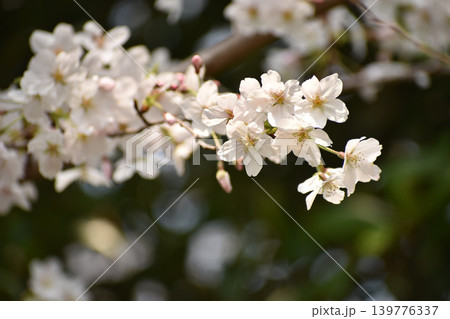 淡いピンクの桜の花 淡いピンクの桜の花 139776337