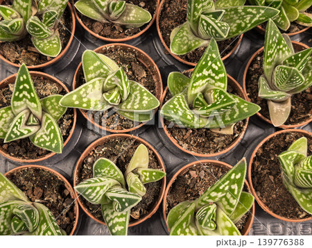 Gasteria Succulent Small Terracotta Pots Overhead View Nursery Collection Gasteria Succulent Small Terracotta Pots Overhead View Nursery Collection 139776388