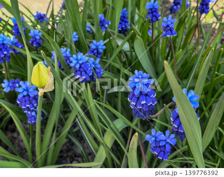 Muscari Armeniacum Blue Grape Hyacinth Tulip Bud Spring Garden Muscari Armeniacum Blue Grape Hyacinth Tulip Bud Spring Garden 139776392