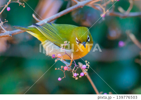 ウグイスと間違われる緑色の綺麗な体と白い眼鏡が特徴の鳥メジロ 139776503