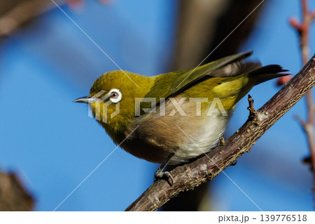 ウグイスと間違われる緑色の綺麗な体と白い眼鏡が特徴の鳥メジロ ウグイスと間違われる緑色の綺麗な体と白い眼鏡が特徴の鳥メジロ 139776518
