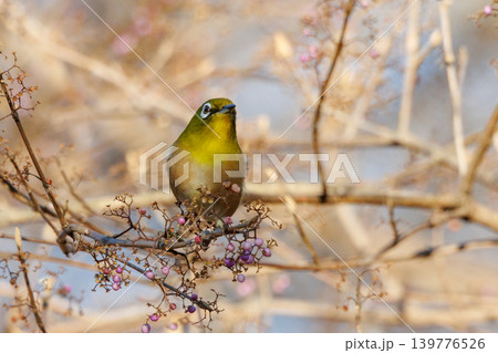 ウグイスと間違われる緑色の綺麗な体と白い眼鏡が特徴の鳥メジロ 139776526