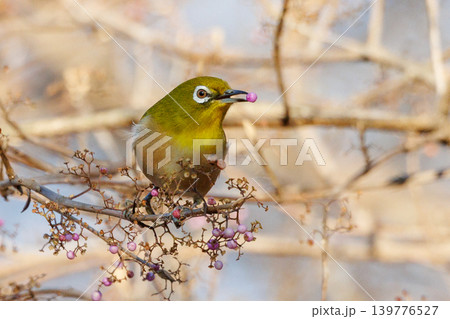 ウグイスと間違われる緑色の綺麗な体と白い眼鏡が特徴の鳥メジロ 139776527