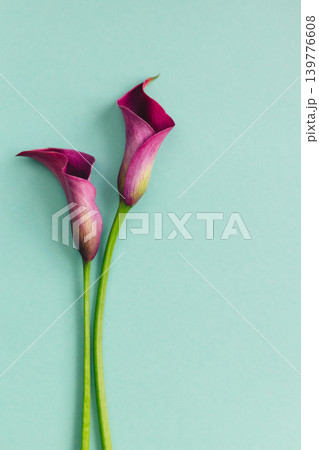 Two beautiful violet calla lilies on turquoise background. Flat lay. Two beautiful violet calla lilies on turquoise background. Flat lay. 139776608