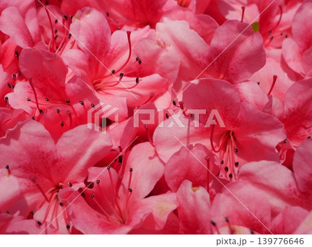 優しいピンクの花 春の自然背景 優しいピンクの花 春の自然背景 139776646