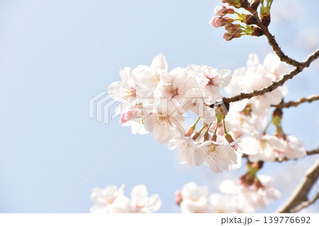 淡いピンクの桜の花 淡いピンクの桜の花 139776692