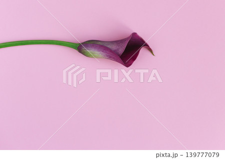 Beautiful violet calla lily on pastel pink background. Flat lay. 139777079