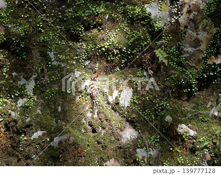 岩の質感テクスチャ背景 岩の質感テクスチャ背景 139777128
