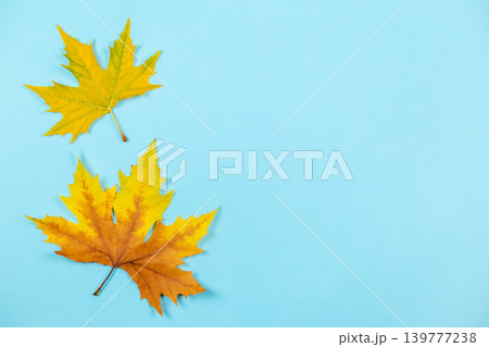 Beautiful autumn maple leaves on blue pastel background. Place for text. Minimal. Beautiful autumn maple leaves on blue pastel background. Place for text. Minimal. 139777238