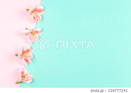 Beautiful pink flowers of Alstroemeria on turquoise and pink pastel background.  Place for text. 139777241