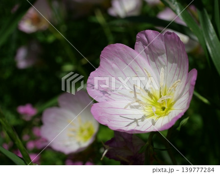 白とピンクの花のシンプル背景 139777284