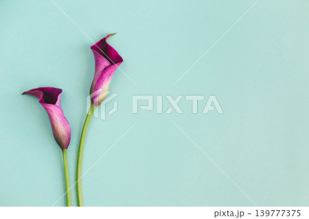 Beautiful violet calla lilies on turquoise background. Beautiful violet calla lilies on turquoise background. 139777375