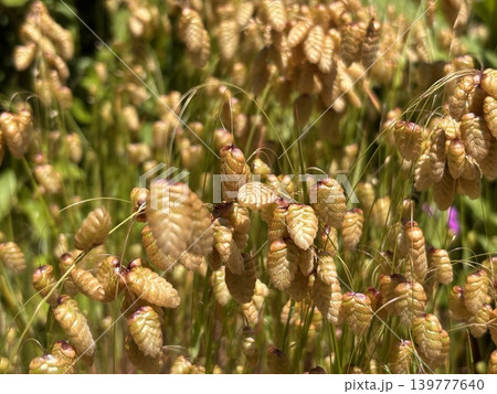 輝く小判草 コバンソウ 輝く小判草 コバンソウ 139777640