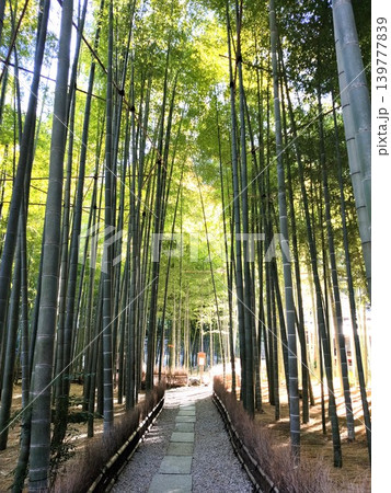 竹林の小径を抜ける 竹林の小径を抜ける 139777839