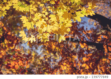 Beautiful autumn maple tree with yellow leaves and sun. Beautiful autumn maple tree with yellow leaves and sun. 139777849