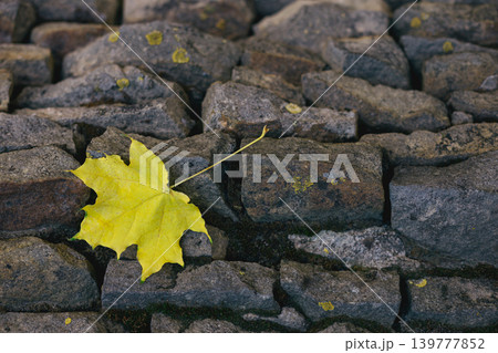 Yellow maple leaf on dark stone wall. Close-up. Yellow maple leaf on dark stone wall. Close-up. 139777852