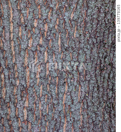 Acer platanoides bark texture abstract natural background 139778165
