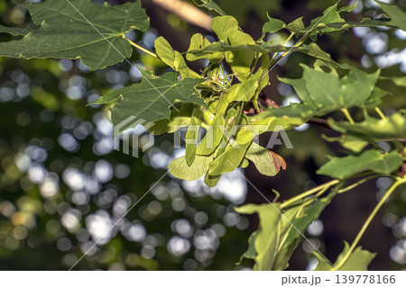 Acer platanoides leaves and winged seeds in sunlight 139778166