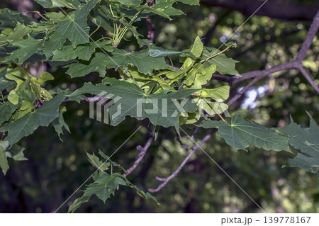 Acer platanoides branch with green leaves and samaras 139778167