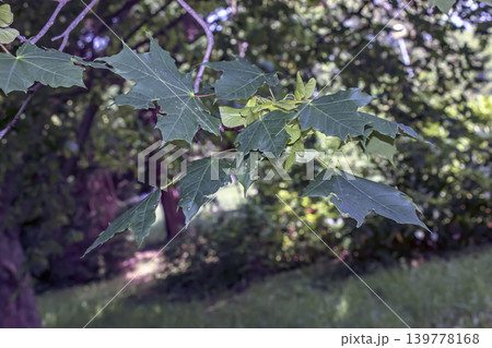 Acer platanoides foliage with winged maple seeds Acer platanoides foliage with winged maple seeds 139778168