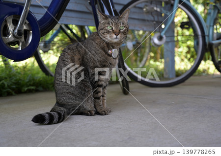 自転車置き場のキジトラ猫 自転車置き場のキジトラ猫 139778265