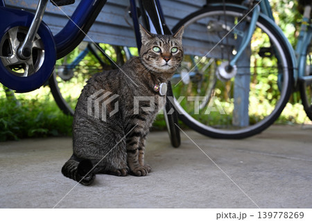自転車置き場のキジトラ猫 139778269